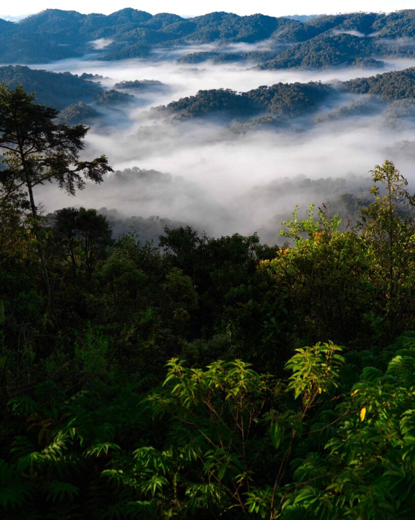 Nyungwe National park tour