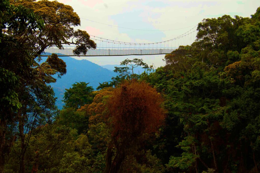 Nyungwe Canopy walkway
