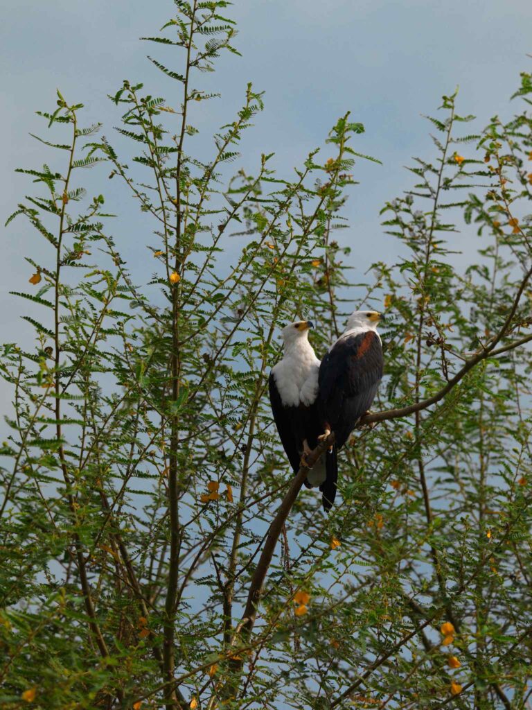Bird watching in Rwanda