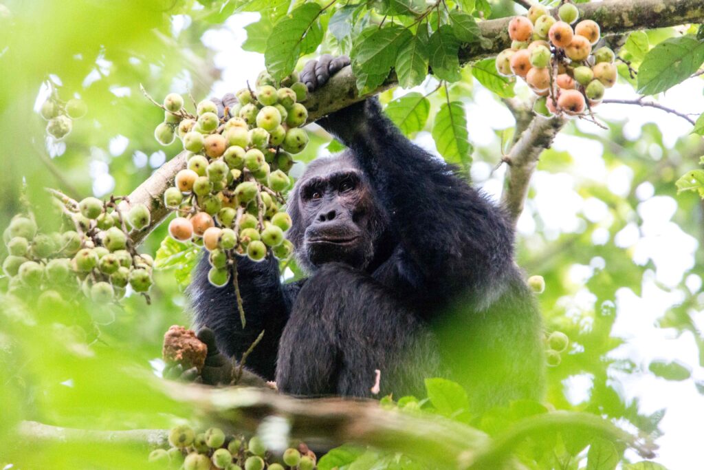 Chimpanzee Tracking in Uganda