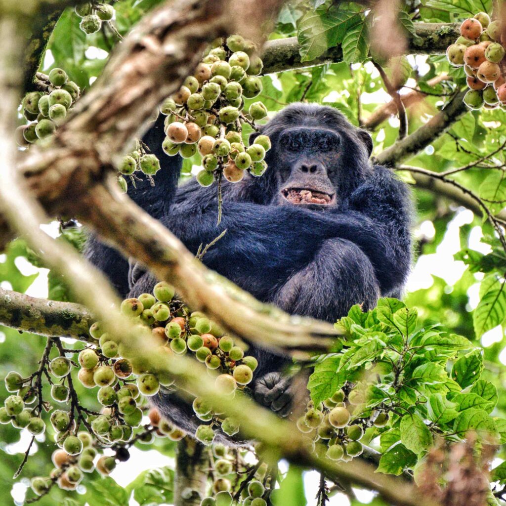 Nyungwe Chimpanzee Trekking