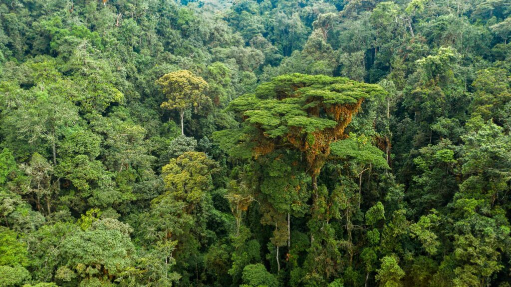 Nyungwe forest