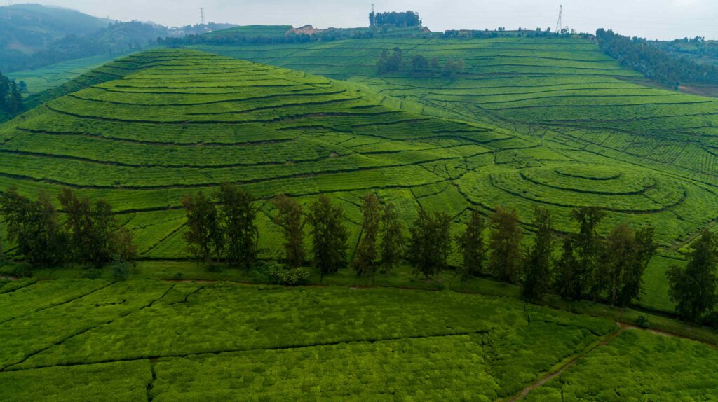 Gisakura Tea Plantation