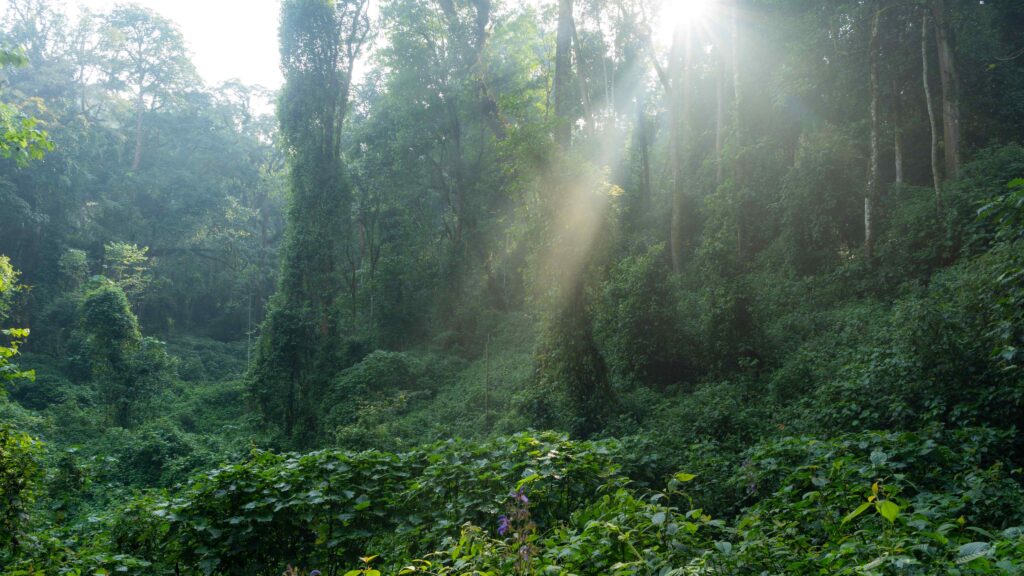 Guided Nature walks in Nyungwe National park