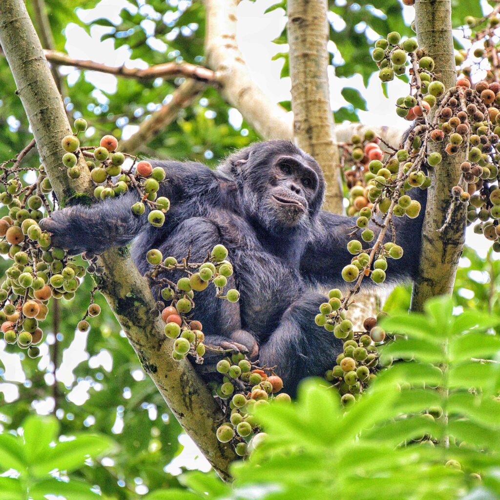 Chimpanzee tracking