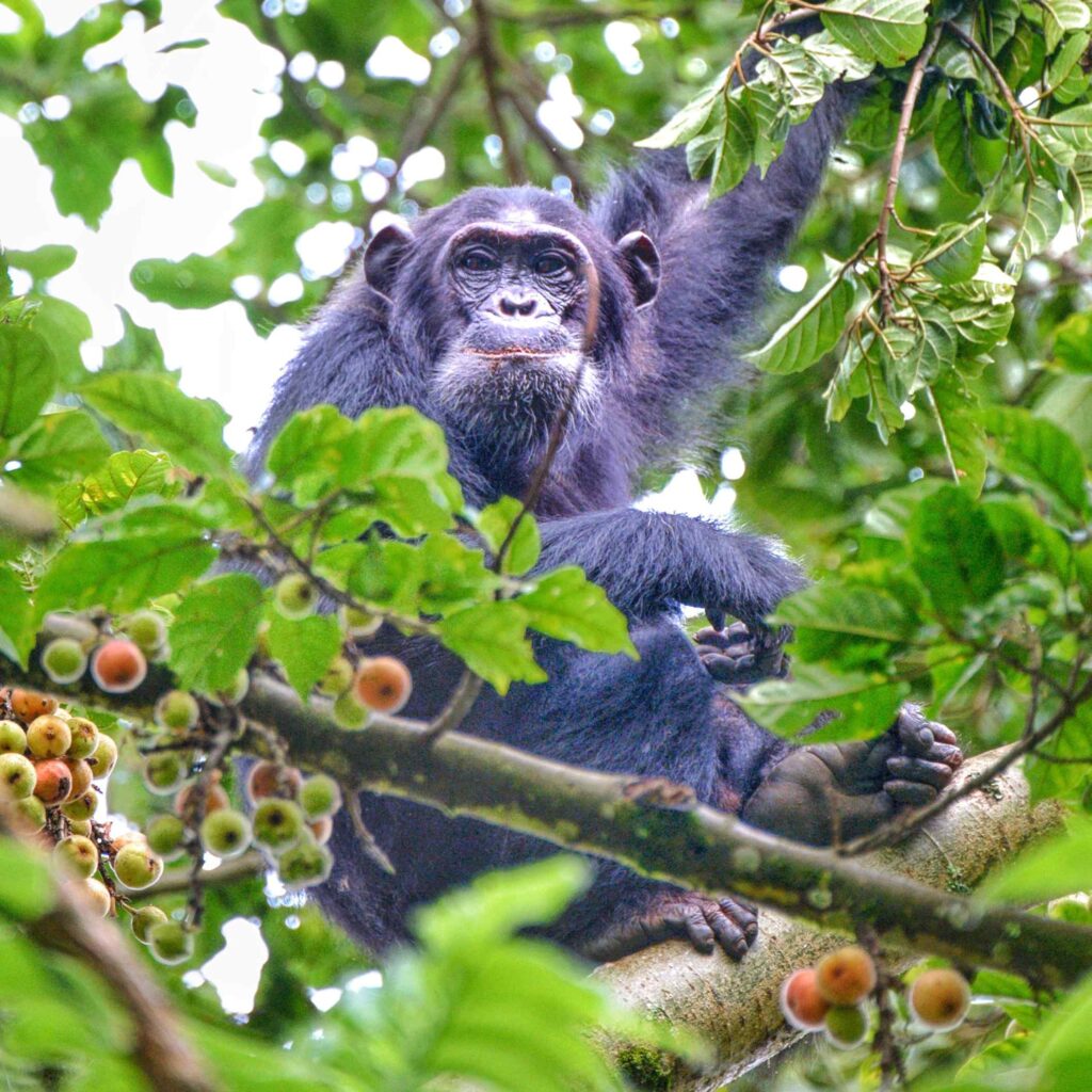 49198210927_33c4d3ec7e_o