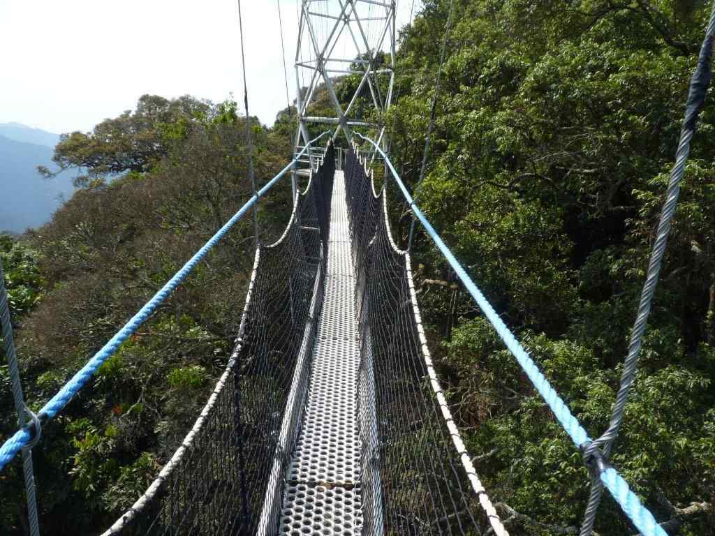 Canopy tour in Nyungwe national park
