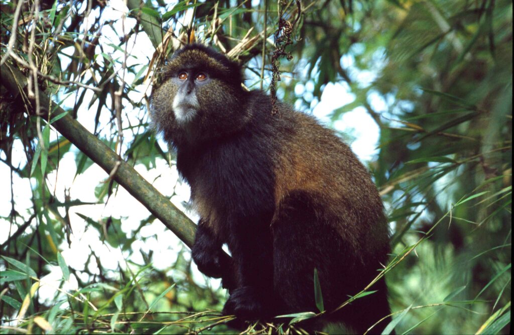 Rwanda Golden Monkey Tracking