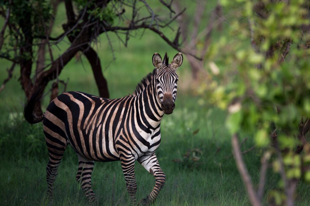 Zebra in Akagera National park