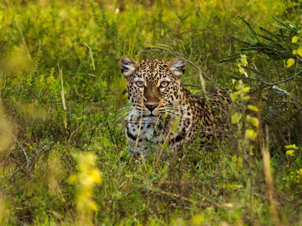 Leopard in Akagera National park