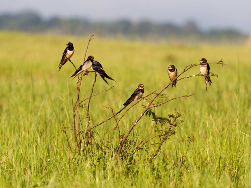 Bird safari in akagera National park