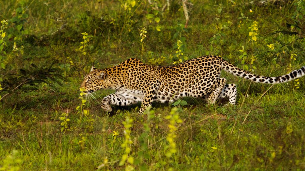 Leopard in Akagera National park