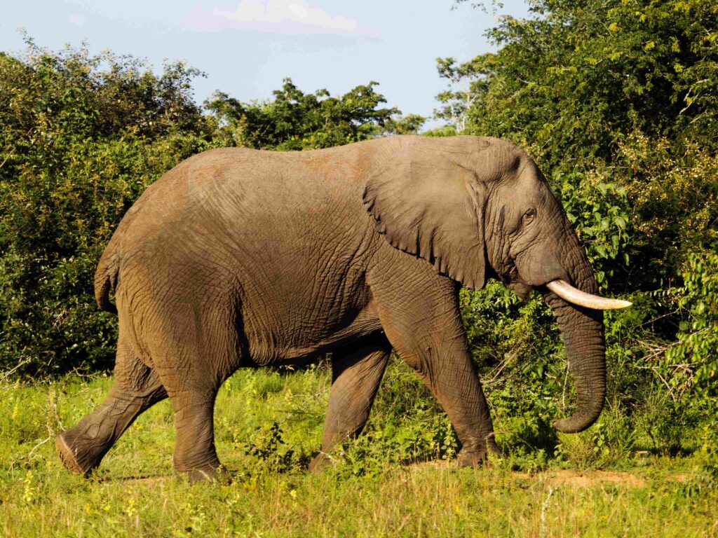 Elephant in Akagera National park