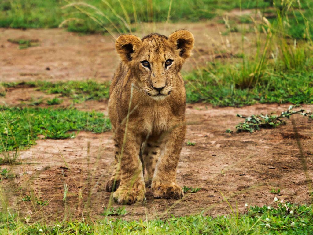 Visit Akagera National park