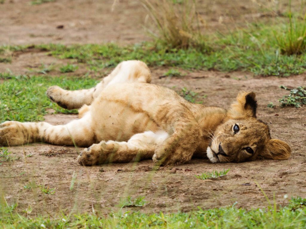 Lion in Akagera National Park