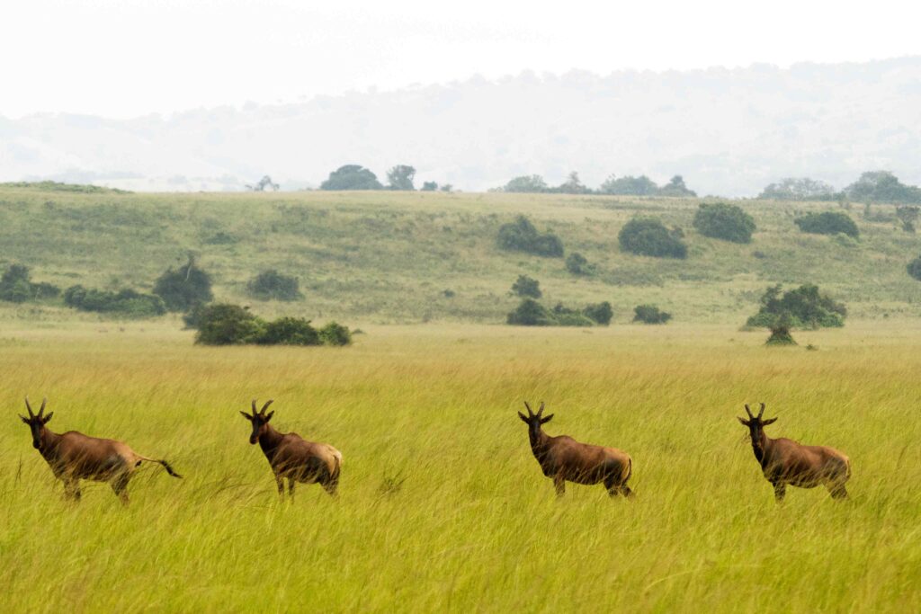 Akagera National park game drive