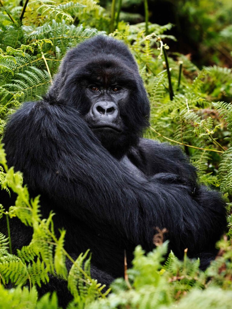 Mountain Gorilla Tracking