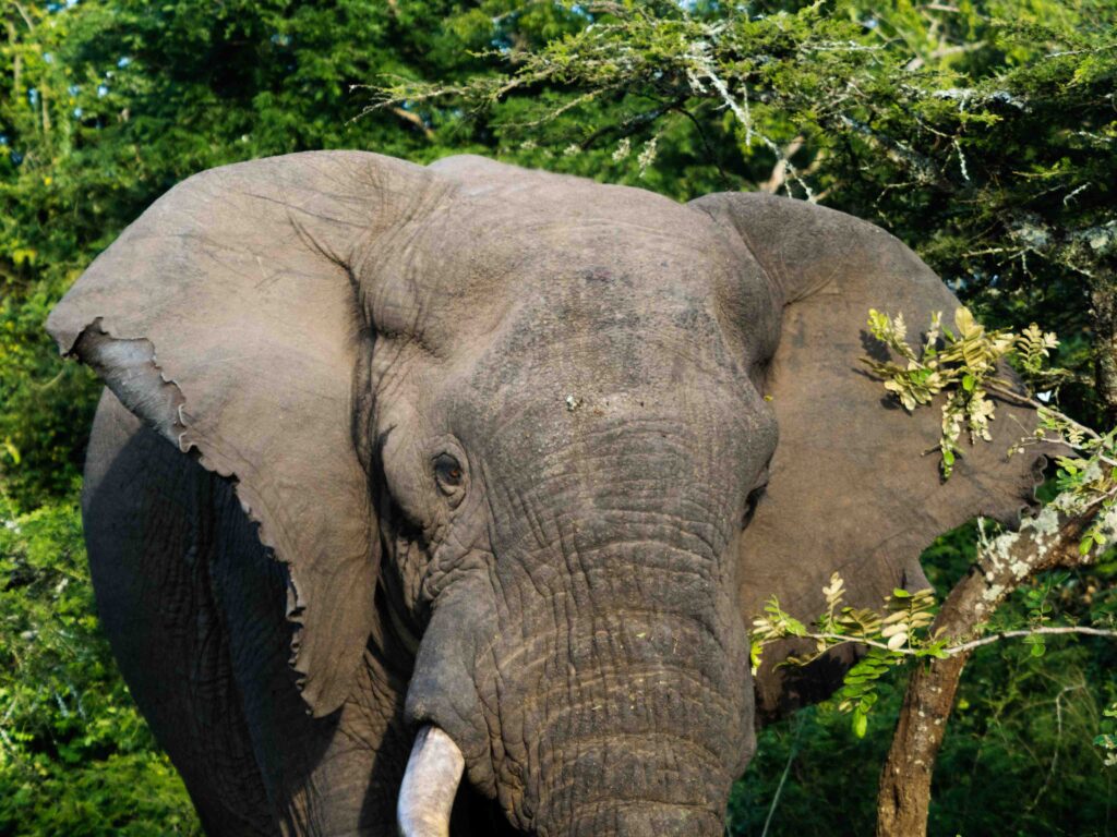 Elephant in Akagera National park