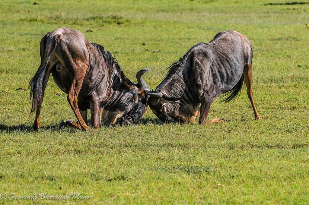 Masaai Mara Wildlife