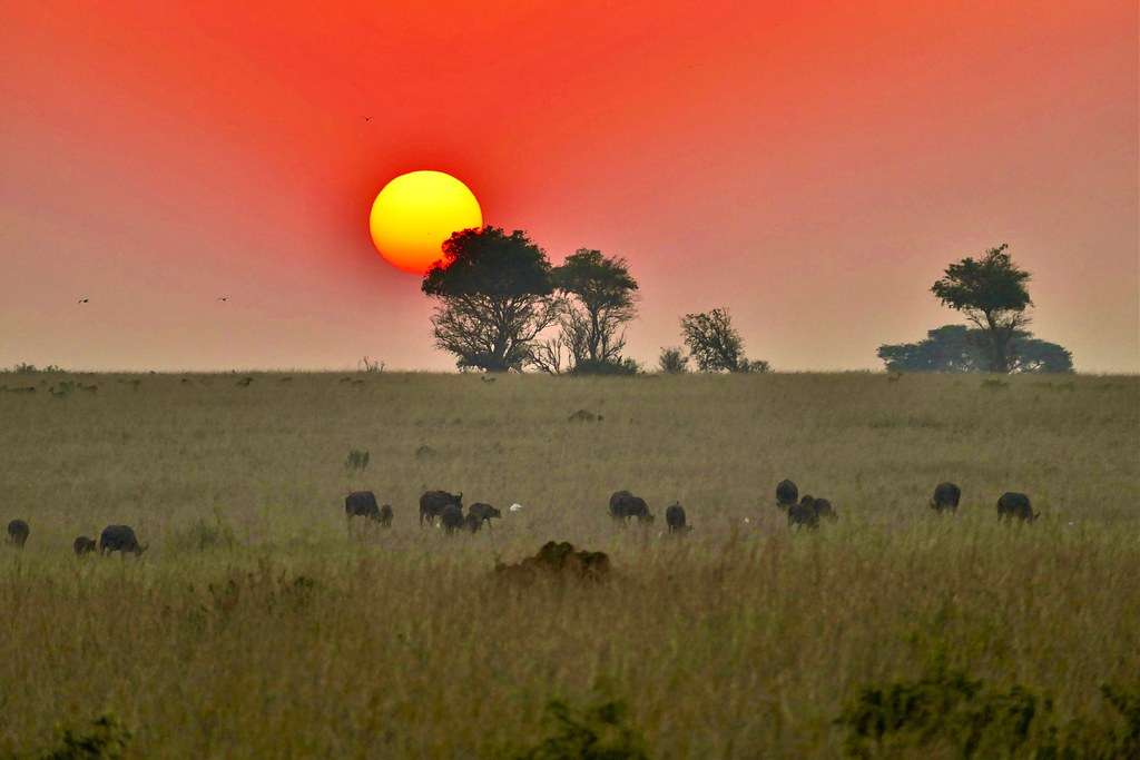 Sunset Game drive in Murchison Falls