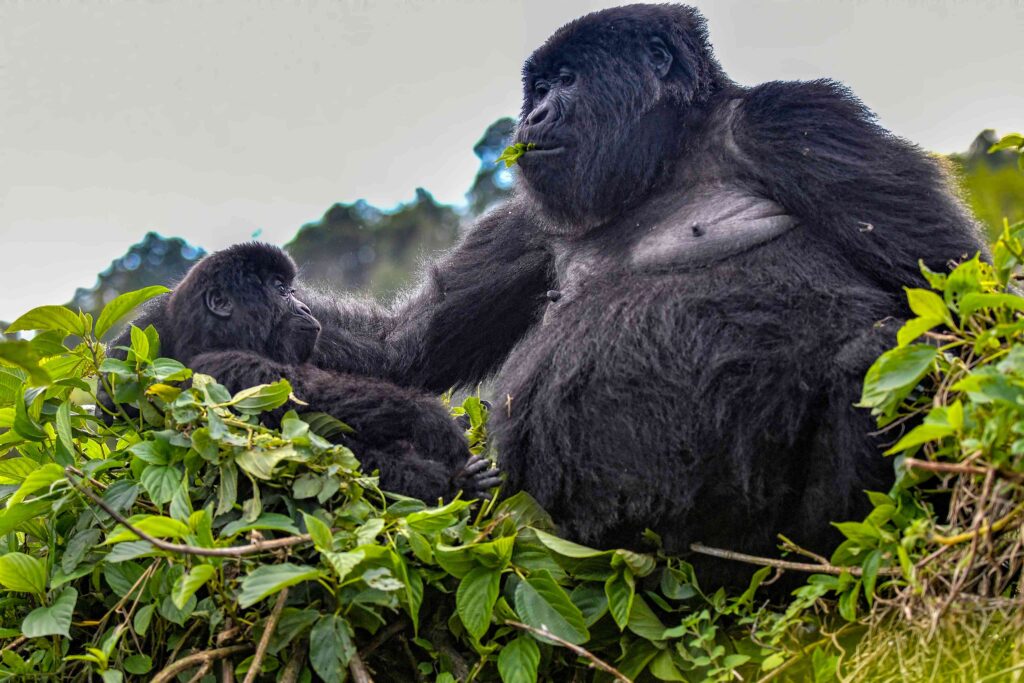 Gorilla Tracking Safari in Uganda