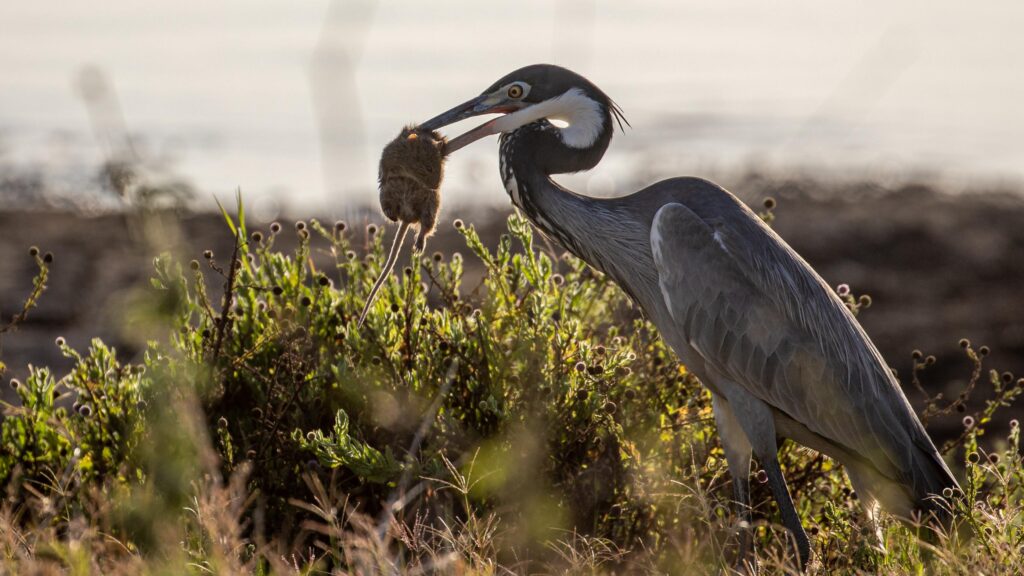 Nairobi national park visit