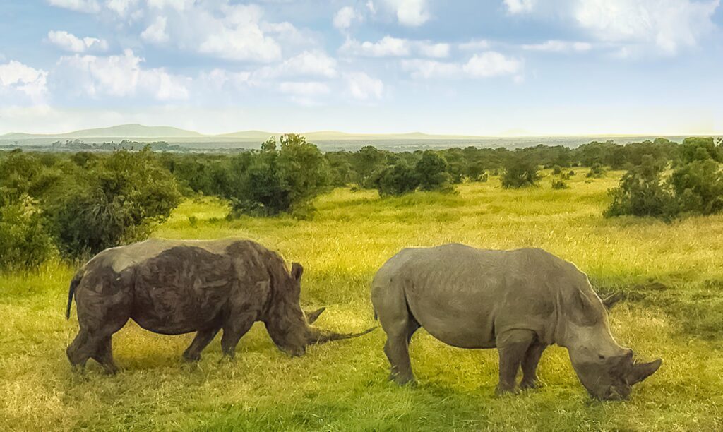 Big5 Safari in Masaai Mara