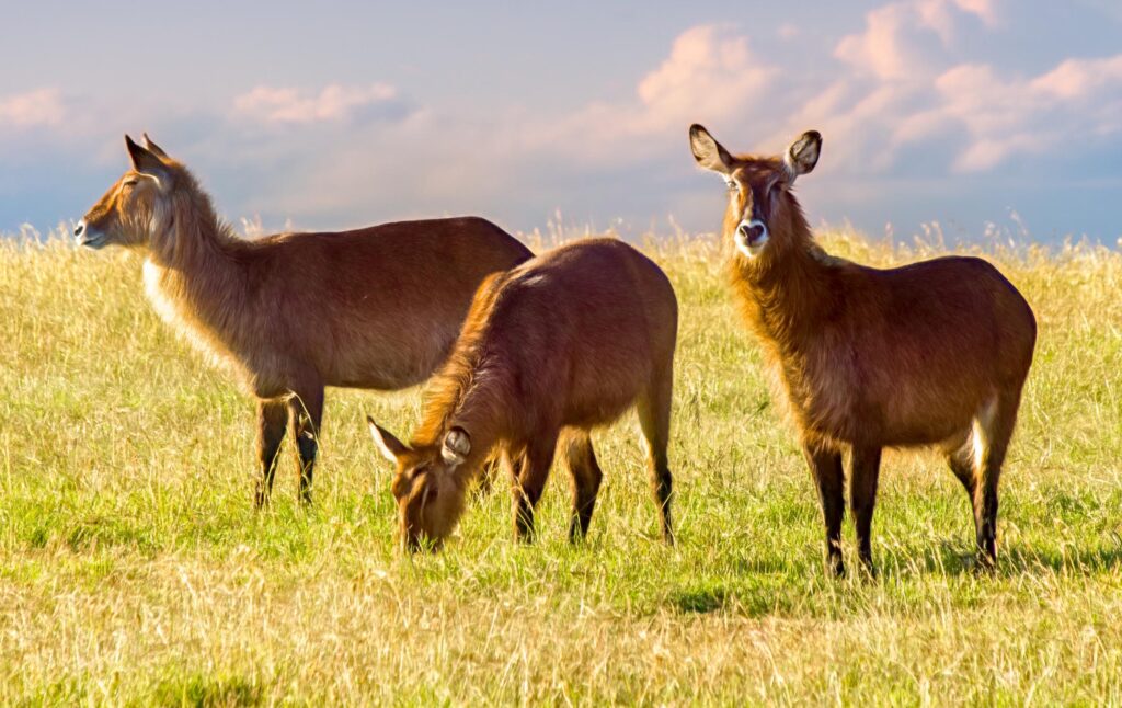 Safari tour in Masaai Mara
