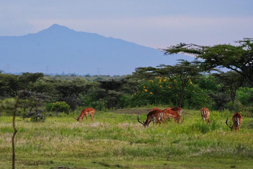 Best tours in Kenya