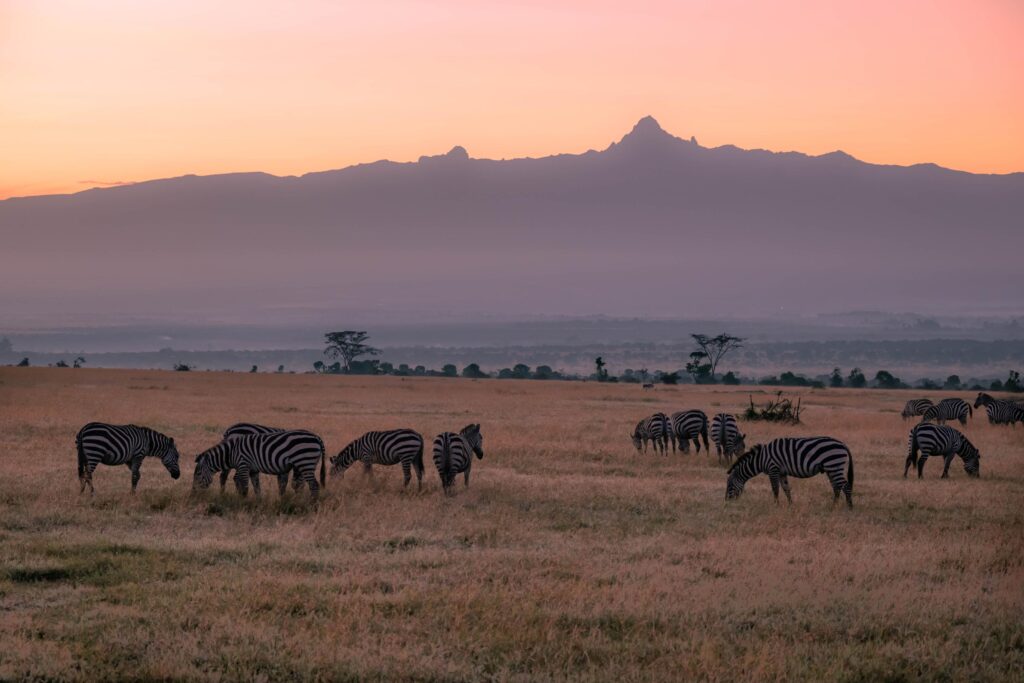 Best Wildlife Safaris in Kenya