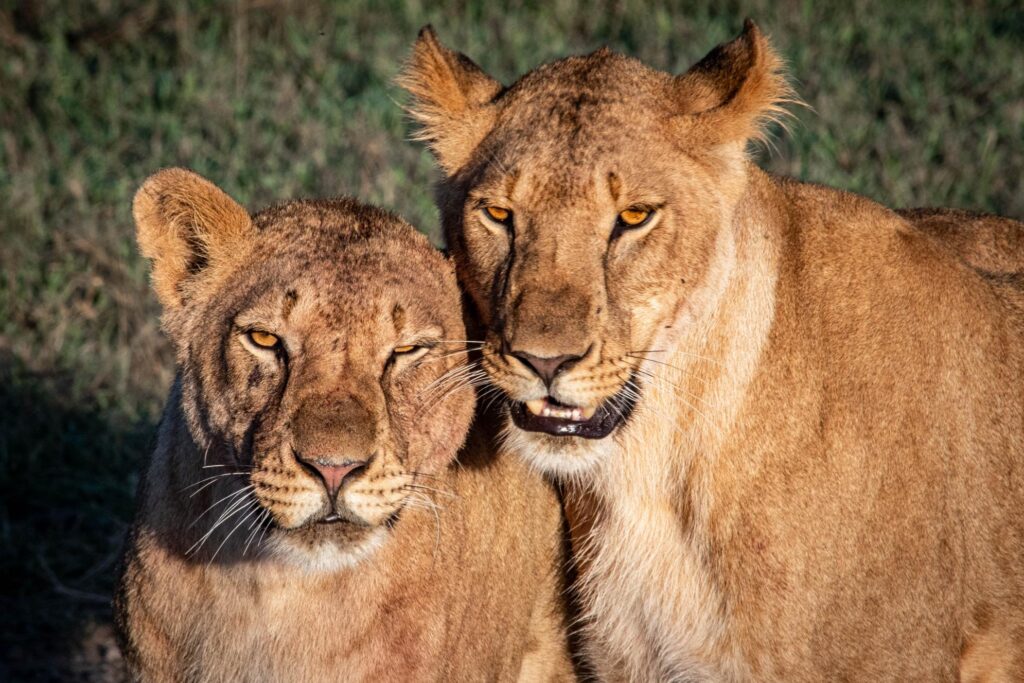 Kenya Wildlife Safaris