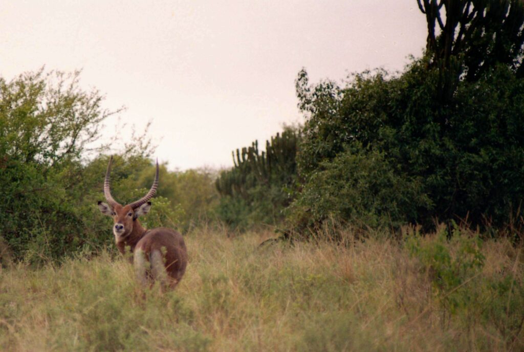 Game Drive in Queen Elizabeth National PArk