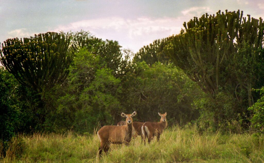 Wildlife tour in Uganda