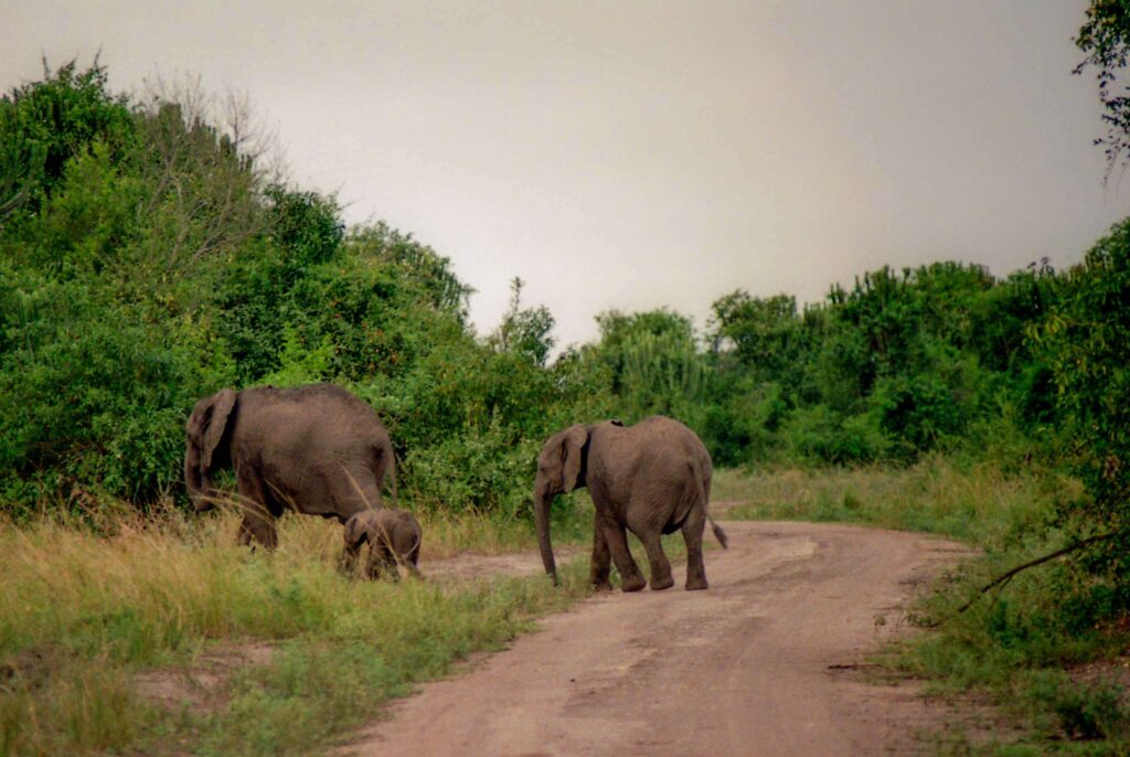 Big5 Safari Experience in Uganda