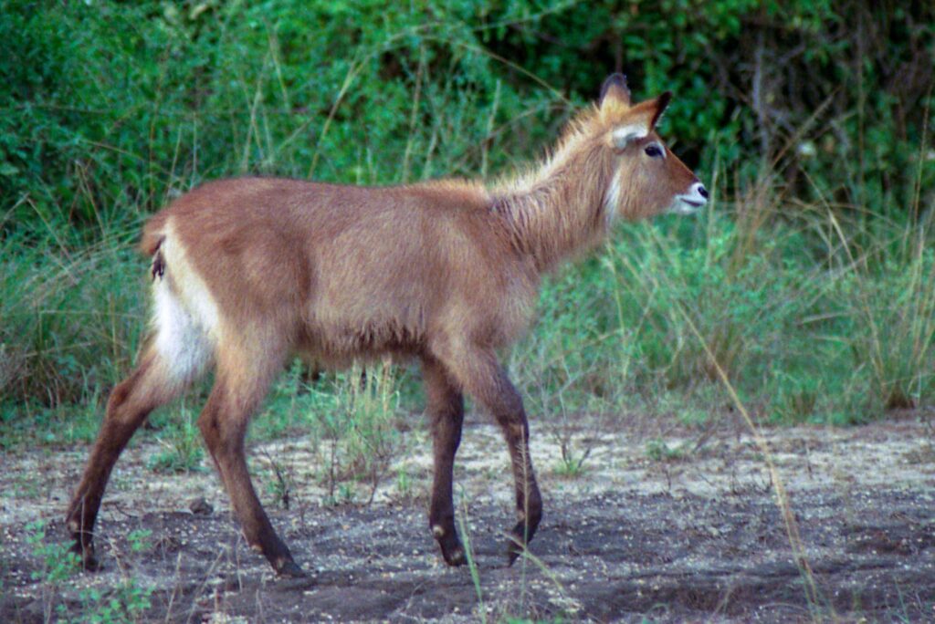 Queen Elizabeth Tour