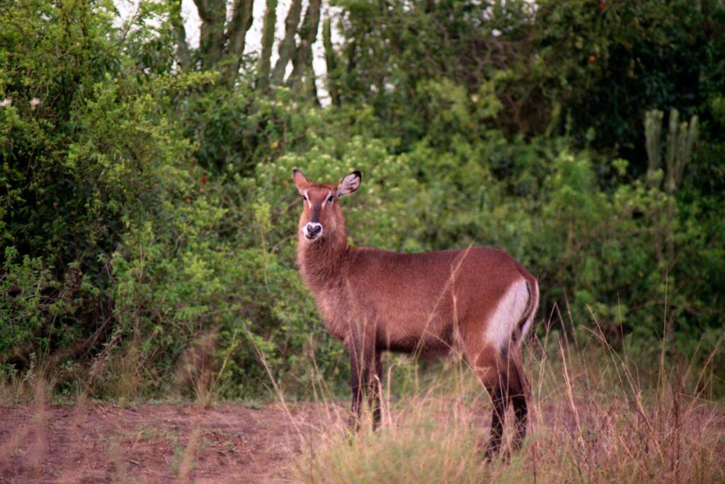 Game drive Safari in Bwindi