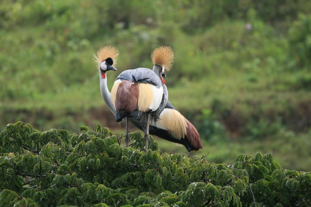 Uganda Cranes