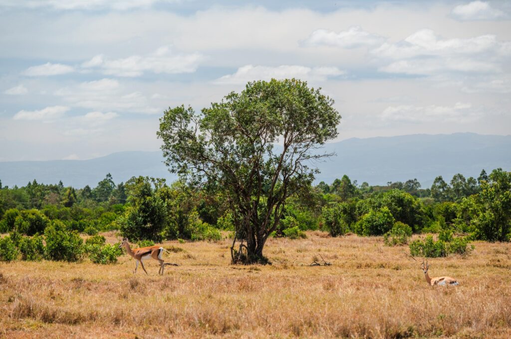 Guided Game drive in Masaai Mara