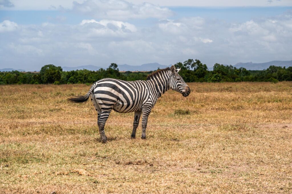 Big5 Safari Experience