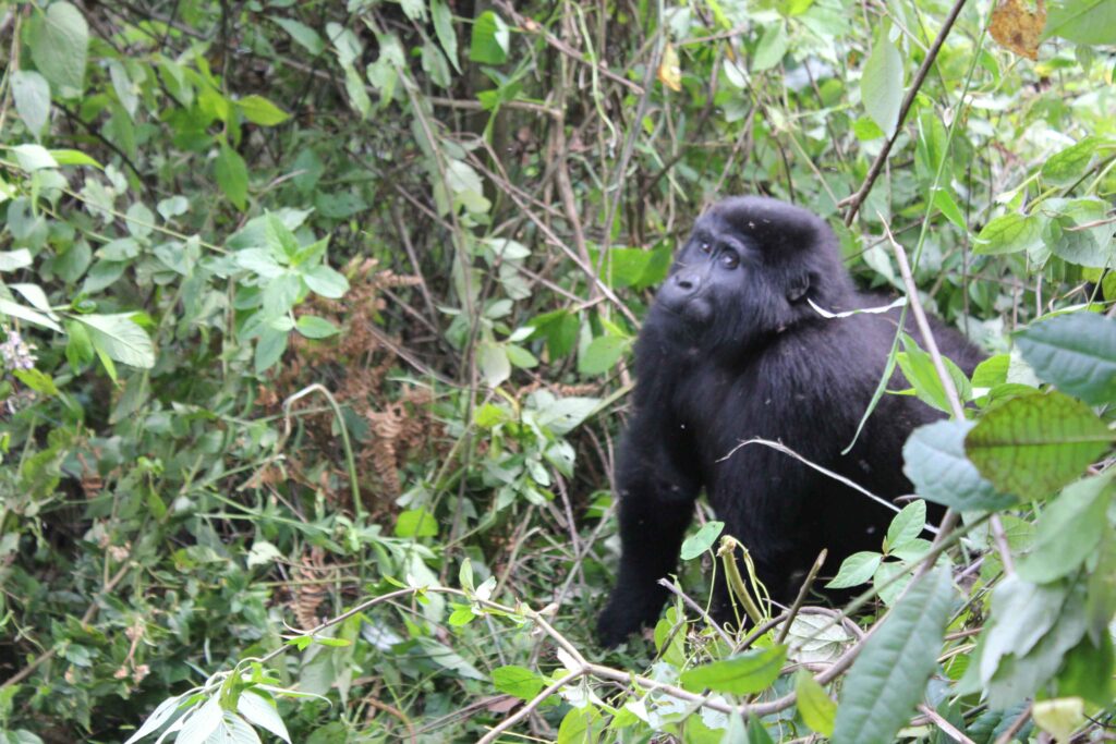 Gorilla Trekking in Uganda