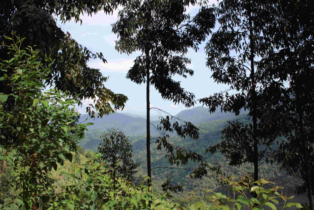 Bwindi impenetrable National Park