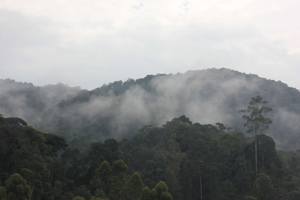 Uganda Bwindi impenetrable National Park