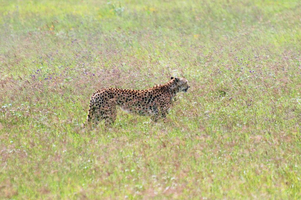 Tanzania Wildlife Safaris