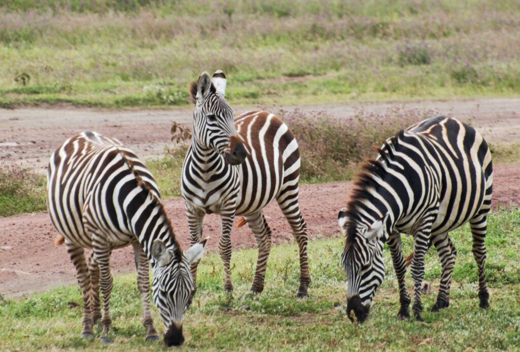 Serengeti National Park