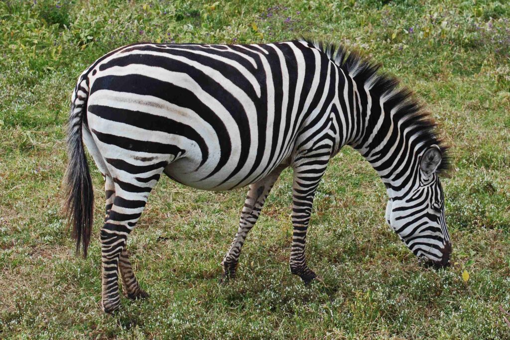 Ngorongoro National PArk