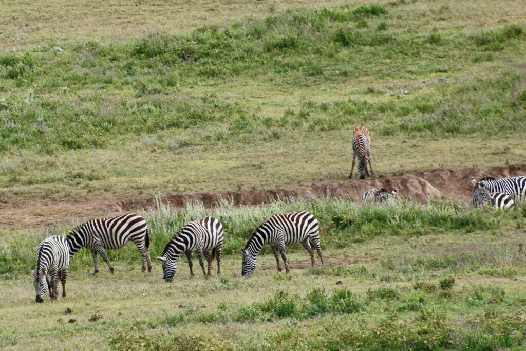 Wildlife Tours in Tanzania