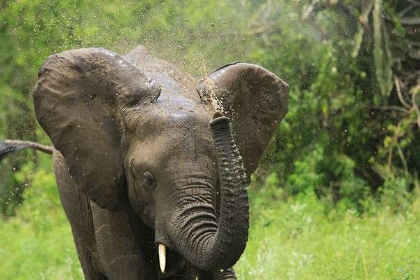 Queen Elizabeth Big5 Safari