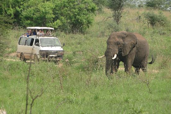 Game-Drives
