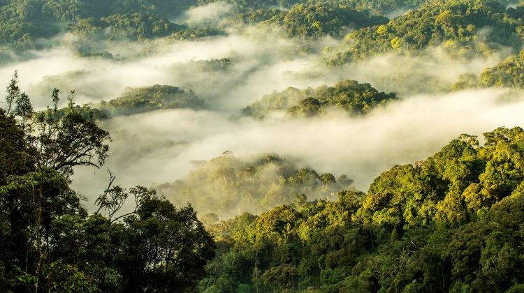 NyungweForest_750x500-750x420